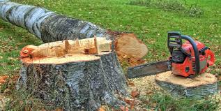 Best Storm Damage Tree Cleanup  in Arlington, TN