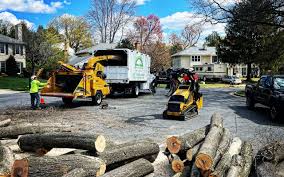Best Palm Tree Trimming  in Arlington, TN