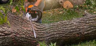 Best Tree Maintenance Programs  in Arlington, TN
