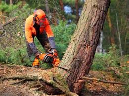 Best Firewood Processing and Delivery  in Arlington, TN