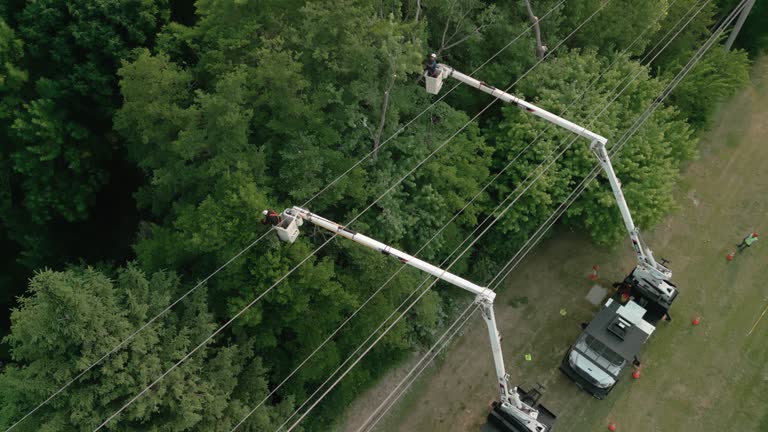 Best Tree Removal  in Arlington, TN
