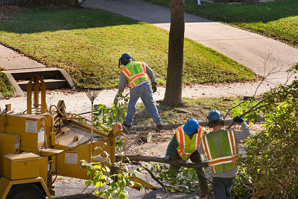 How Our Tree Care Process Works  in  Arlington, TN