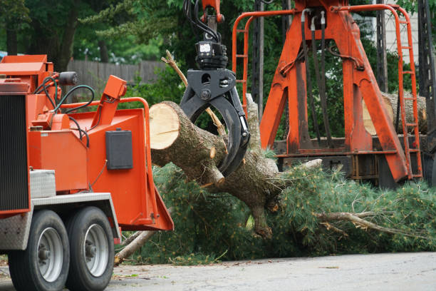 Best Lawn Dethatching  in Arlington, TN