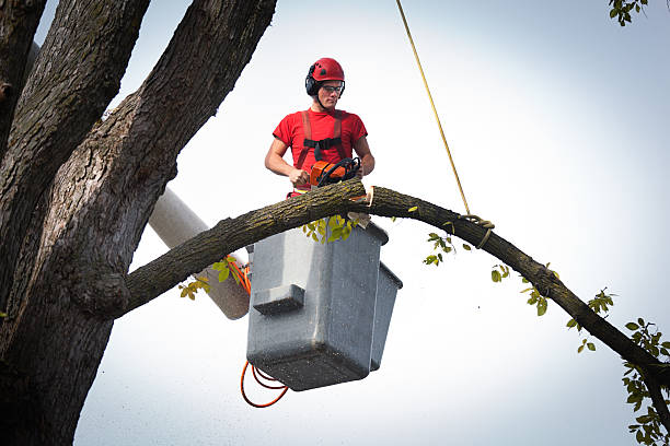 Best Tree Trimming and Pruning  in Arlington, TN