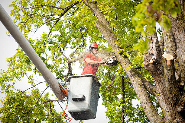 Arlington, TN Tree Removal Pros