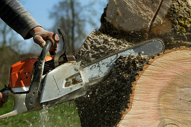 Best Lawn Pest Prevention  in Arlington, TN